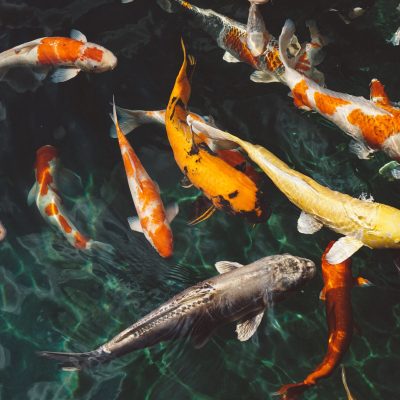 animals-fish-fishes-213399