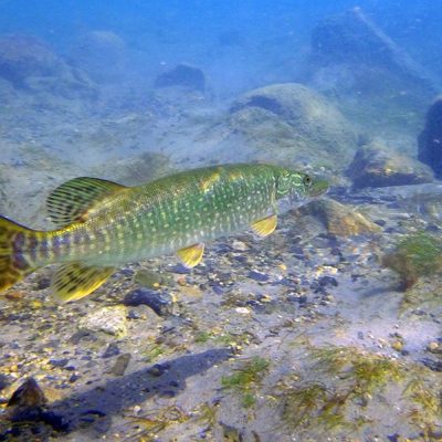 image-w-cred-cap_-1200w_-mercury-in-fish-page_-pike_2