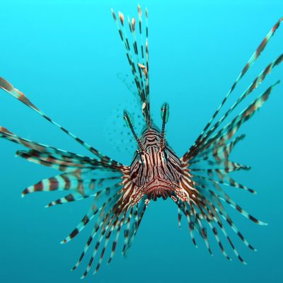 pterois_volitans_manado-e_edit