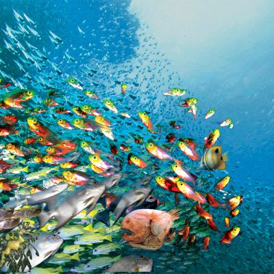 swirling_fish_schools